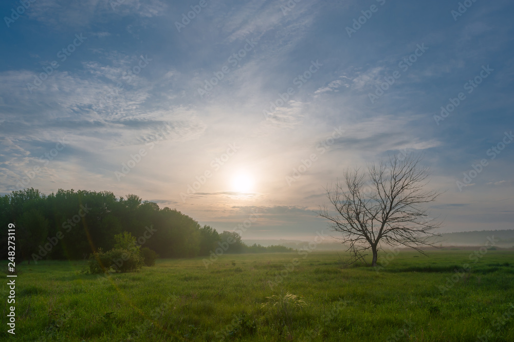 Morning landscape with lonely tree on meadow