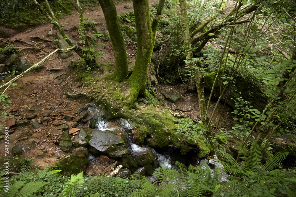 Forest waterfall, small mountain stream, stones covered with green moss Forest waterfall, small mountain stream, stones covered with green moss