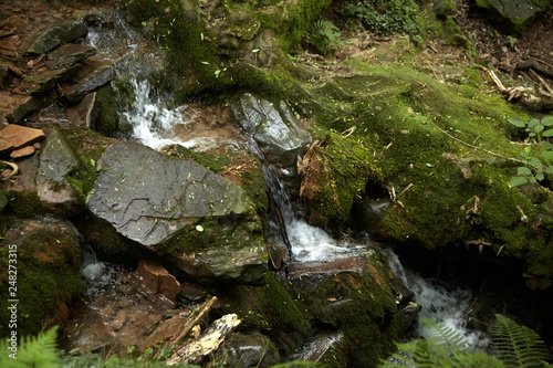 Forest waterfall, small mountain stream,  stones covered with green moss