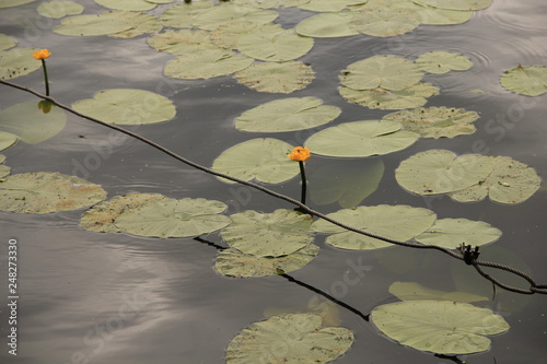 pond with water lilies