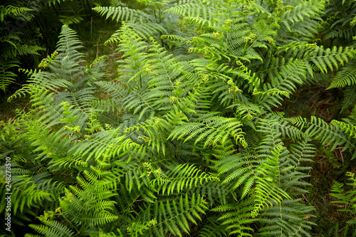 Green fern leaves. Flora of the Pyrenees