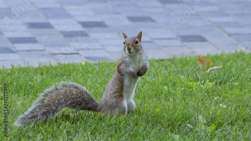 Slow Motion: Squirrel Standing on Green Grassy Lawn with Paving Stones Behind