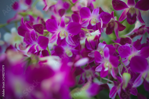 pink flowers background