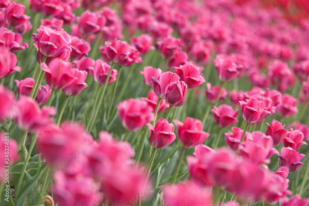pink tulips pattern small depth of field