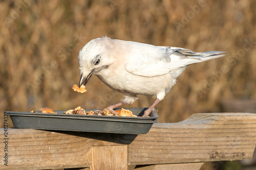 weißer Eichelhäher bei Futteraufnahme photo