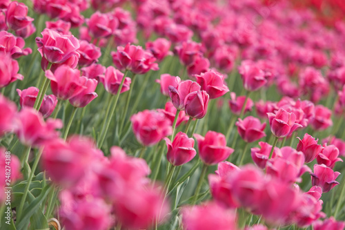 pink tulips pattern small depth of field © Антон Завирохин