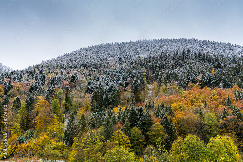 Germany, Magic enchanted tree covered forest mountains partly snow covered