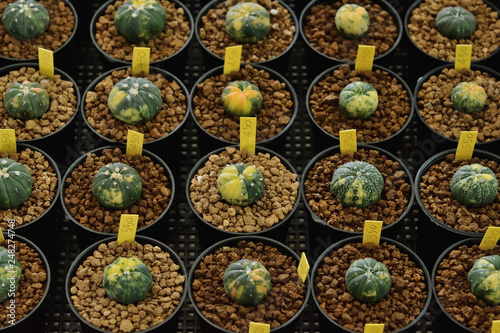 Cactus and succulent in pots
