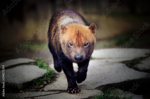 a running bush dog