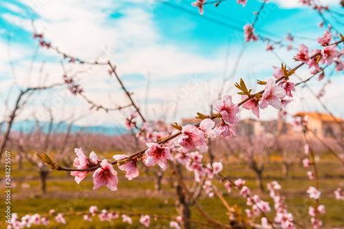 Blossoming peach tree in Benissanet, a beautiful town in Catalonia, Spain. Flowers sprout during the spring and the landscape is transformed. The fields flowered transmit sensations positive and of
