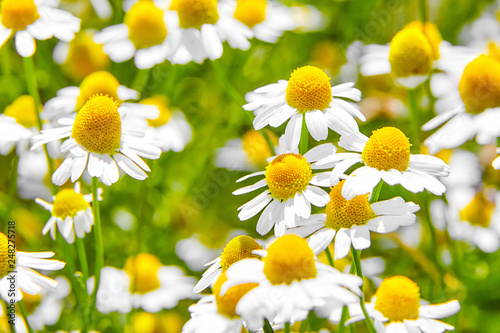 Pharmacy chamomile is medicinal plant, field with white flowers