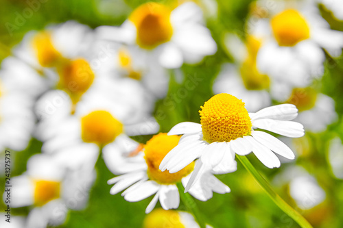 Fotografía Pharmacy chamomile is medicinal plant, field with white flowers