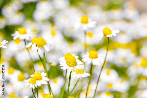 Pharmacy chamomile is medicinal plant, field with white flowers