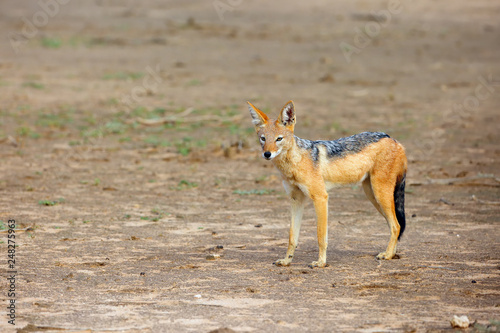 The black-backed jackal (Canis mesomelas) in beautiful evening light during sunset in desert