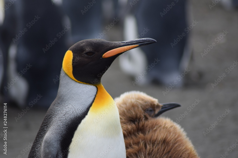 Naklejka premium Manchot royal Crozet Terres australes