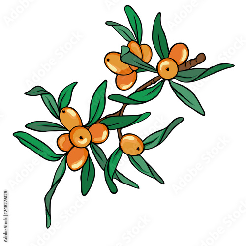 Fresh buckthorn branch with berries and leaves ioslated on white background. Hand drawn vector illustration.