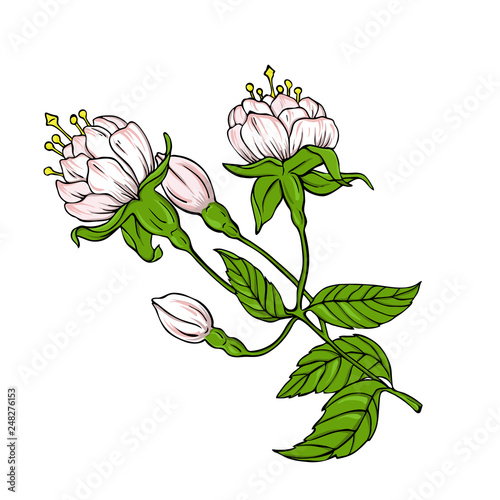 Branch with pastel pink and white flowers and green leaves isolated on white background. Hand drawn vector illustration.