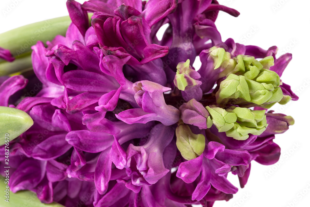 Spring flower of Hyacinth, magenta color on white  background, close up
