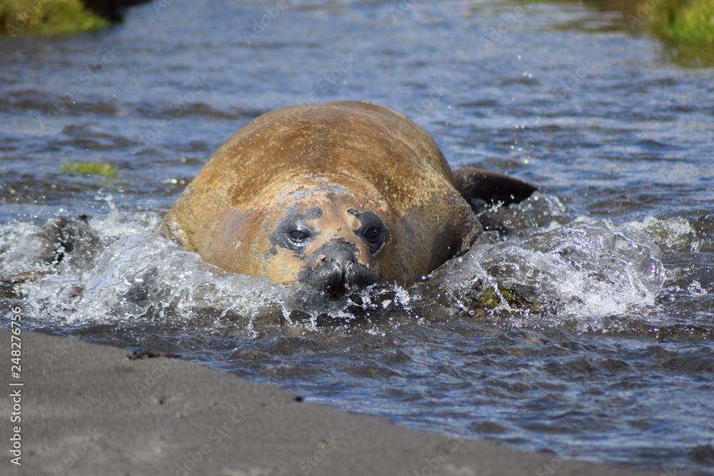 Fototapeta premium éléphant de mer kerguelen australes