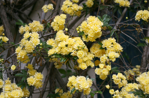 lady banks rose or Rose banksiae