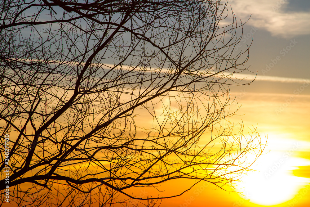 Fototapeta premium Sunset behind the forest