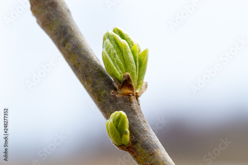 Young bud on a tree