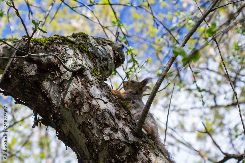 Squirrel on a tree Squirrel on a tree