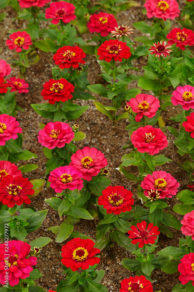 flowers in the garden