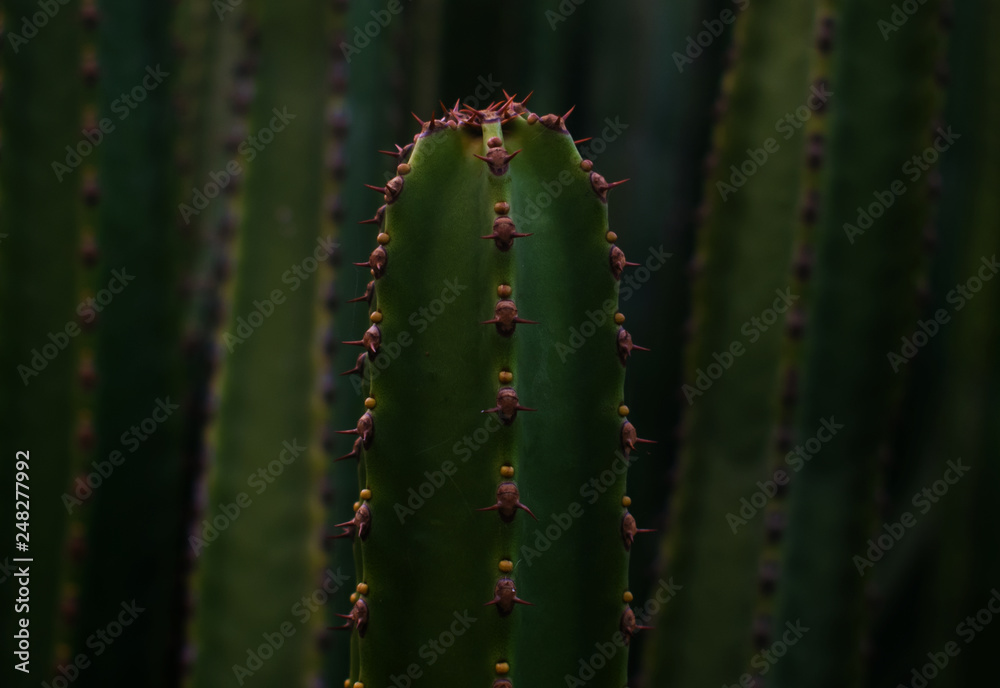 close up of a cactus close up of a cactus