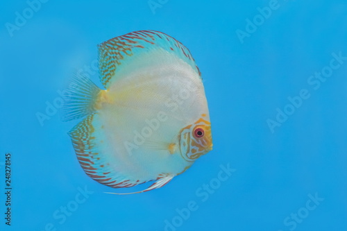 Beautiful Discus Fish in fresh water glass tang on blue background.