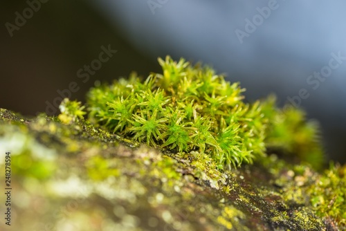 Nahaufnahme von nassem Moos auf einem Baum, Deutschland