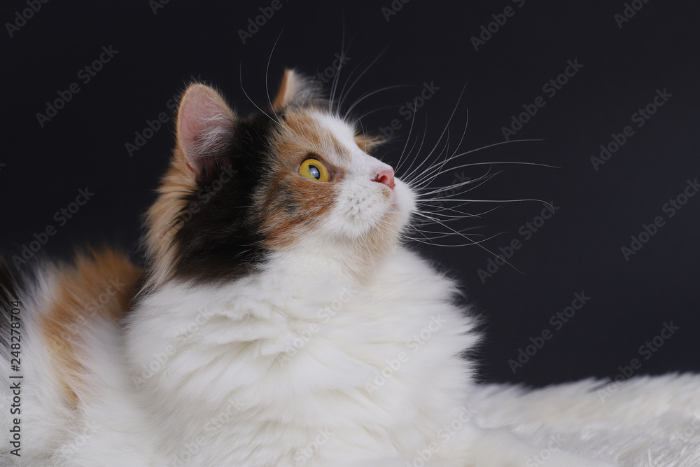 Fototapeta premium Cute cat with yellow eyes