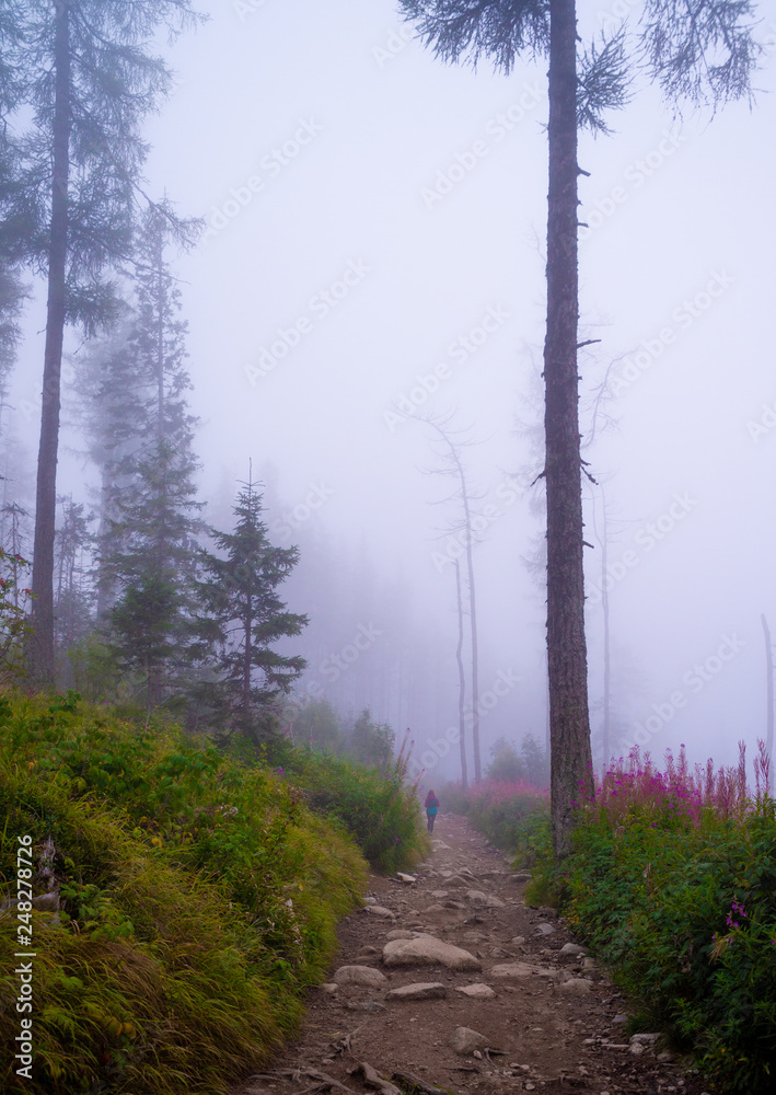 Obraz premium Mystical fog in the forest in Slovakia