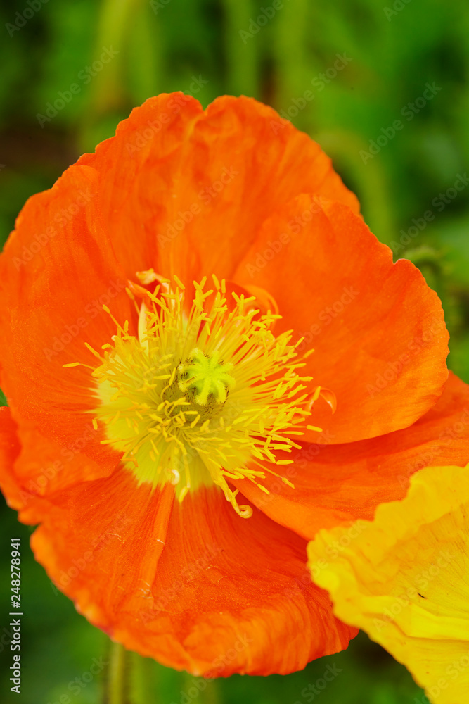 flowers in the garden flowers in the garden