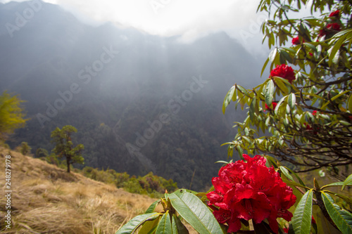 Flowering Yareo Red Rodedendron Bushes in Nepal