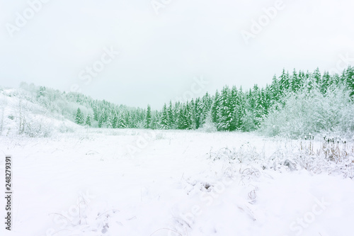 Snow covered fir trees Panoramic view of the picturesque snowy winter landscape Magnificent and silent sunny day