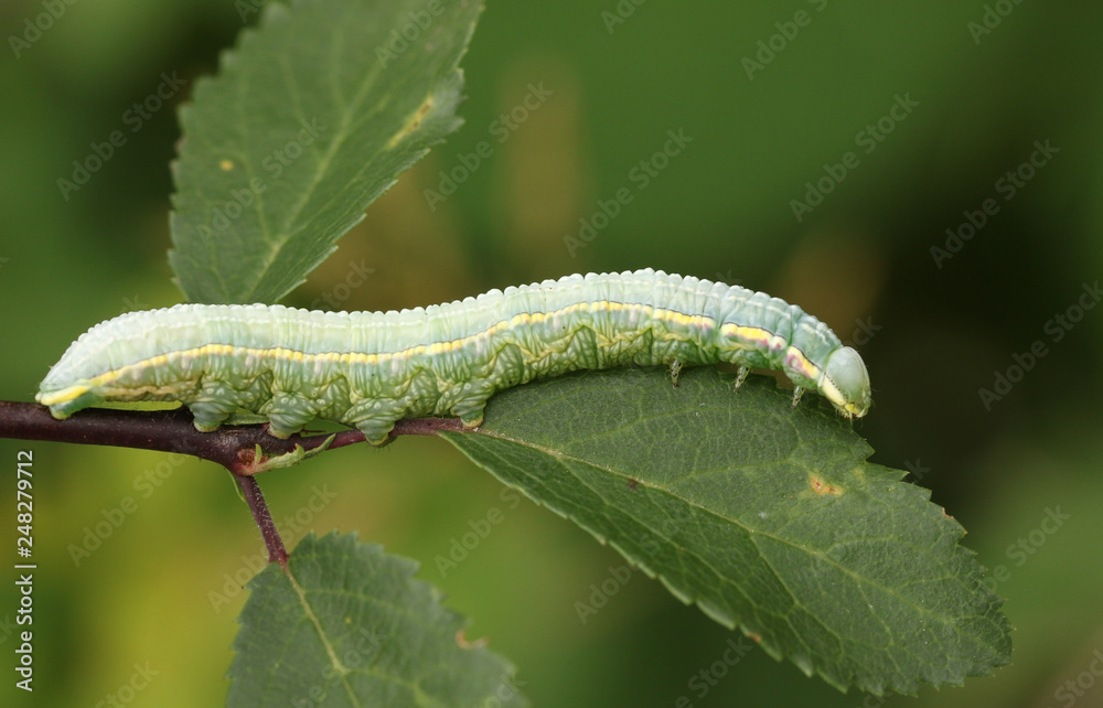 A Pale Prominent Moth Caterpillar (Pterostoma palpina) feeding on a leaf. A Pale Prominent Moth Caterpillar (Pterostoma palpina) feeding on a leaf.