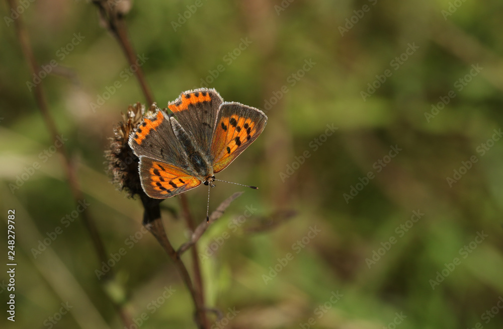 A Small Copper Butterfly (Lycaena phlaeas) perched on a plant. A Small Copper Butterfly (Lycaena phlaeas) perched on a plant.