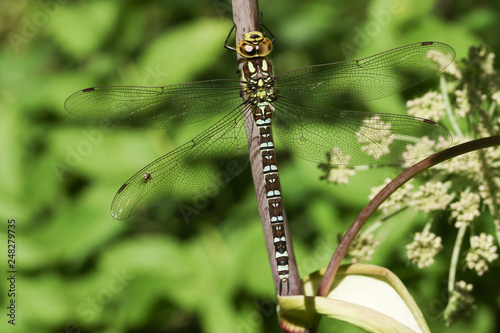 A pretty Southern Hawker Dragonfly (Aeshna cyanea) perched on a plant.