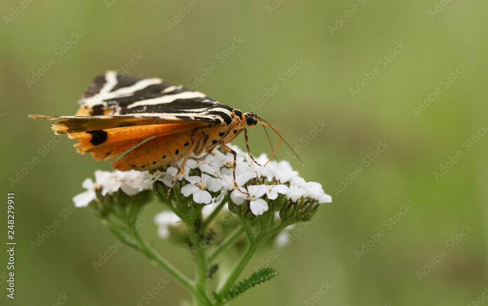 A pretty Jersey Tiger Moth (Euplagia quadripunctaria f.lutescens) nectaring on a Yarrow flower. A pretty Jersey Tiger Moth (Euplagia quadripunctaria f.lutescens) nectaring on a Yarrow flower.