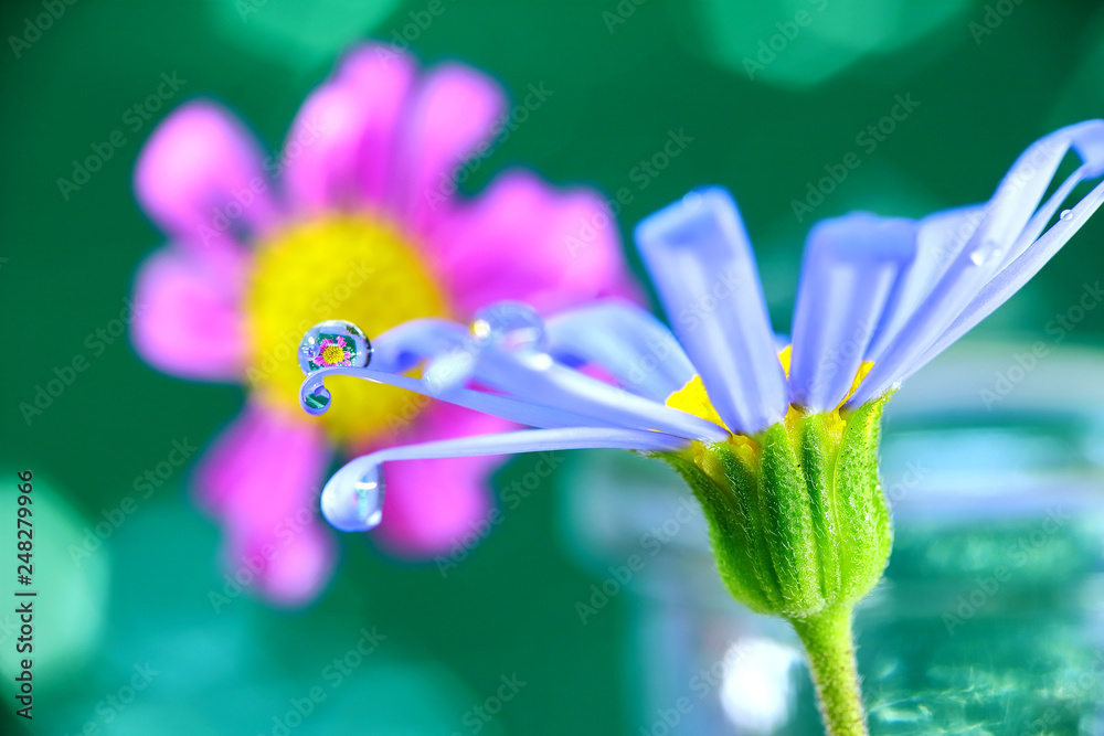 花に水滴 水中花 春の花 デージー 水滴stock Photo Adobe Stock