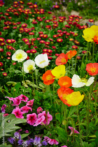 flowers in the garden