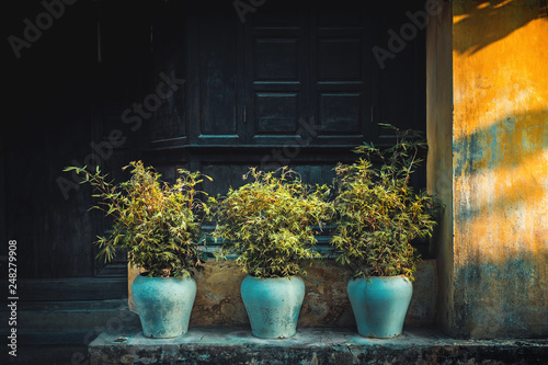 Flowerpots with plants.Flower pots with plants in sunshine.Plants in blue vases on a street in Hoi An, Vietnam photo