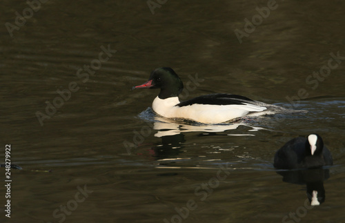 A stunning male Goosander (Mergus merganser) swimming in a fast flowing river. It has been diving down into the water to catch fish.