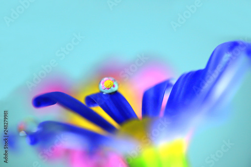 水滴に花、水中花、デージー、水滴、: 花に水滴、春の花、黄色の花、水滴