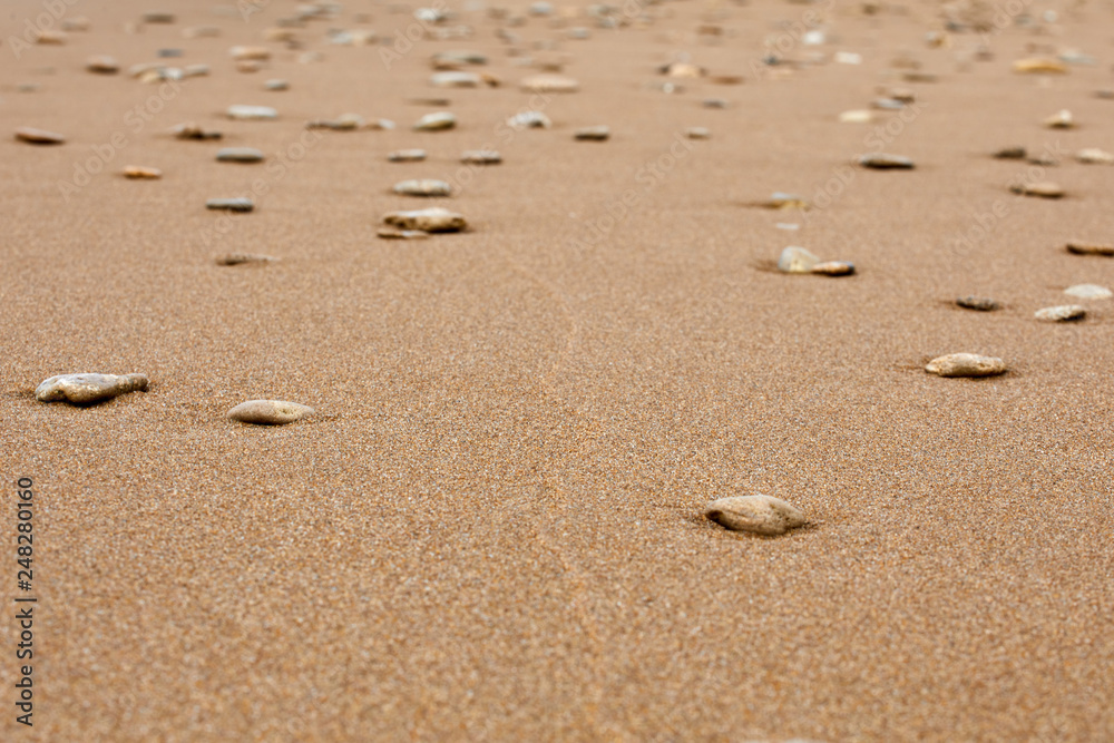 The background is sandy. Sand and small stones The background is sandy. Sand and small stones