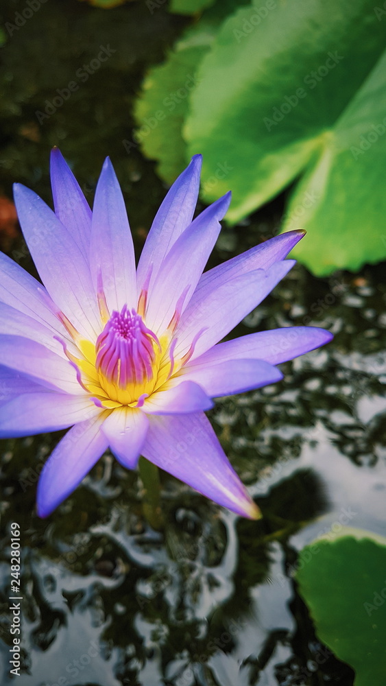 Purple Water Lily, Asia Tavel Photo Purple Water Lily, Asia Tavel Photo