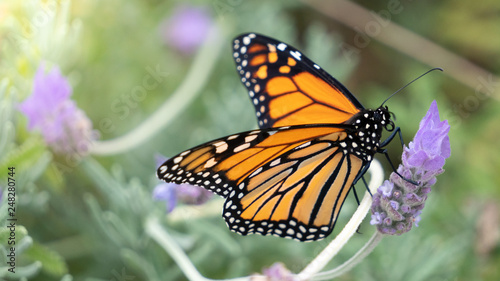 Macro of Monarch Butterfly Feeding on Lavender Nectar Horizontal with Selective Focus