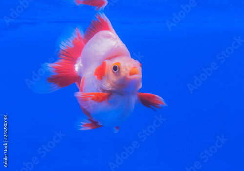 Beautiful Ryukin Goldfish diving in fresh water glass tank on blue background.