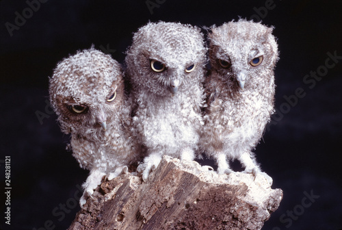 Photos Eastern Screech Owl babies (Megascops Asio)